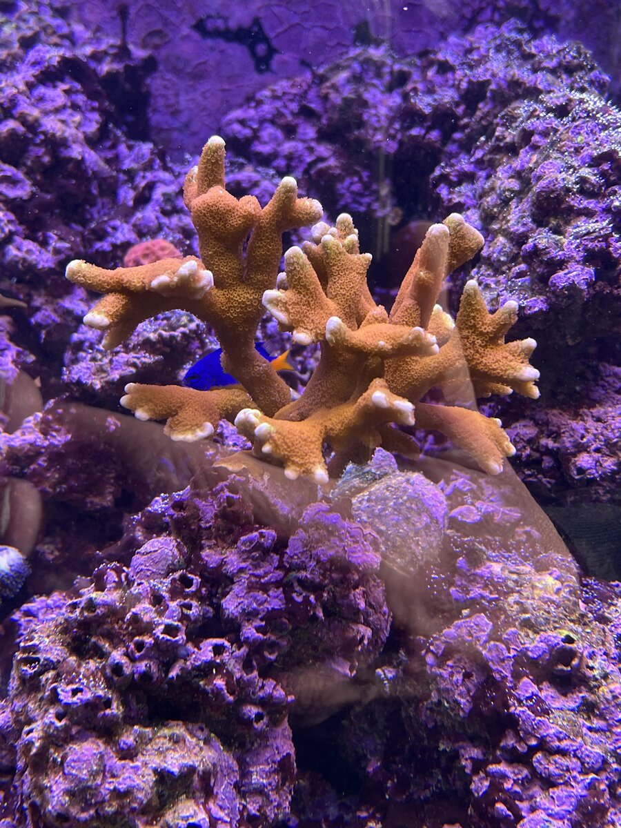 IMG_5258.jpeg