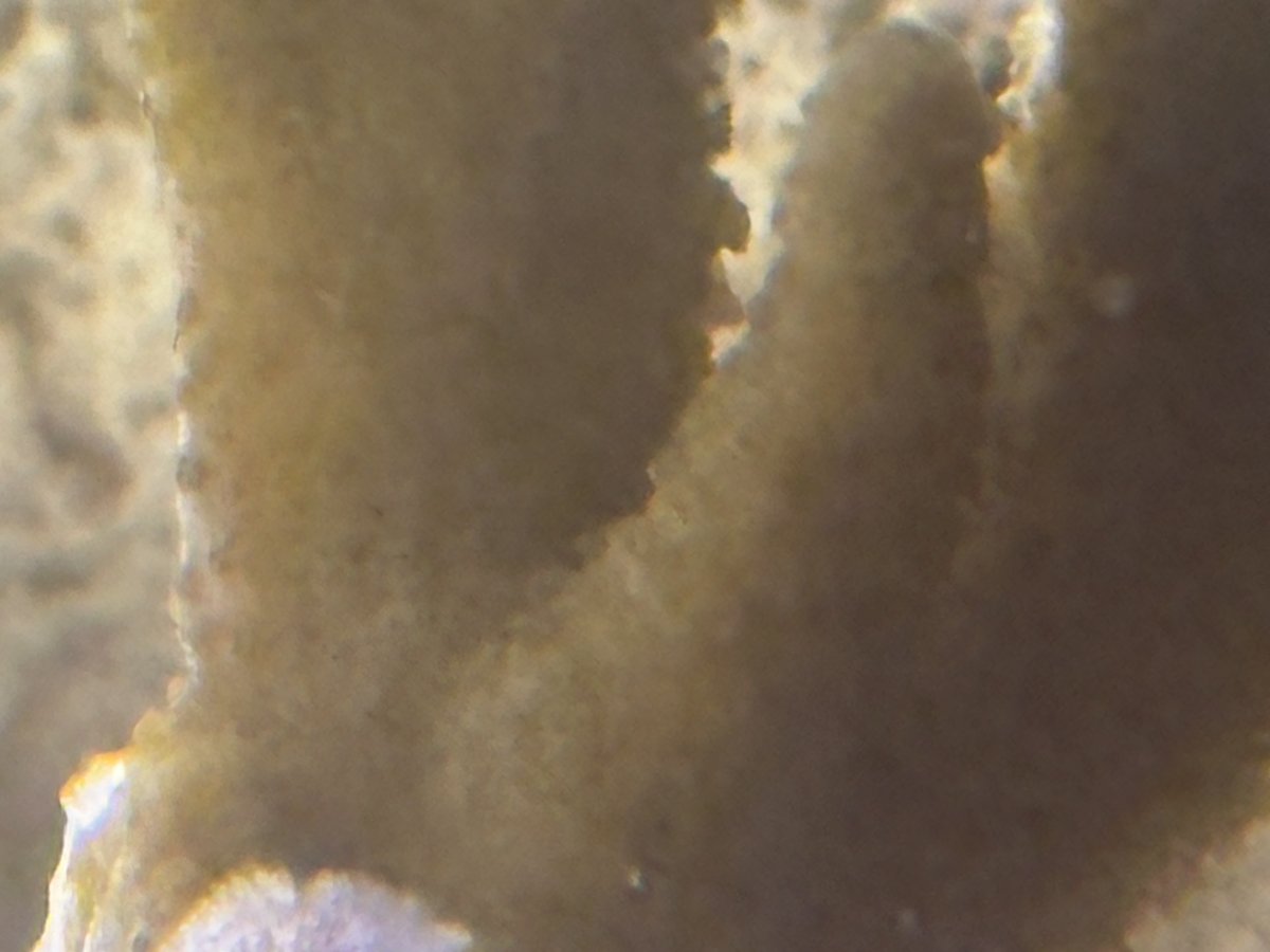 IMG_5264.jpeg
