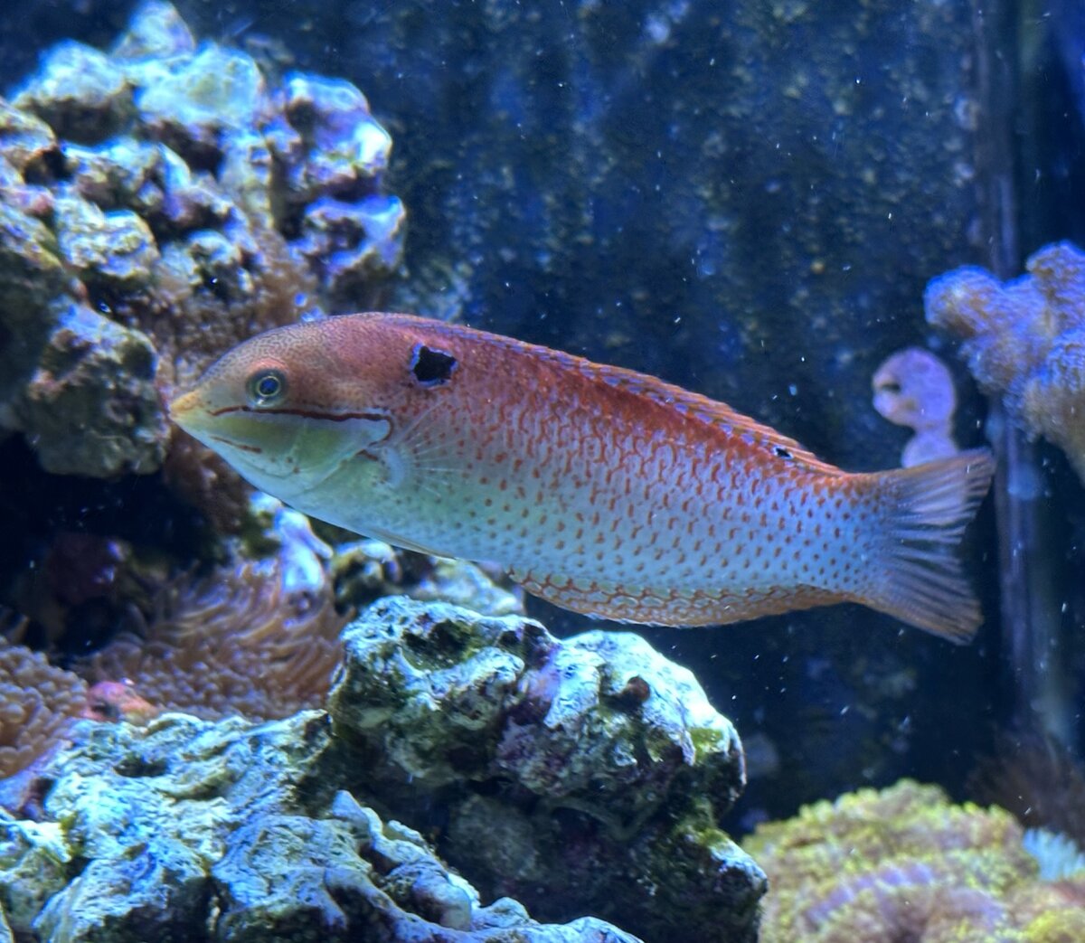 IMG_5268.jpeg