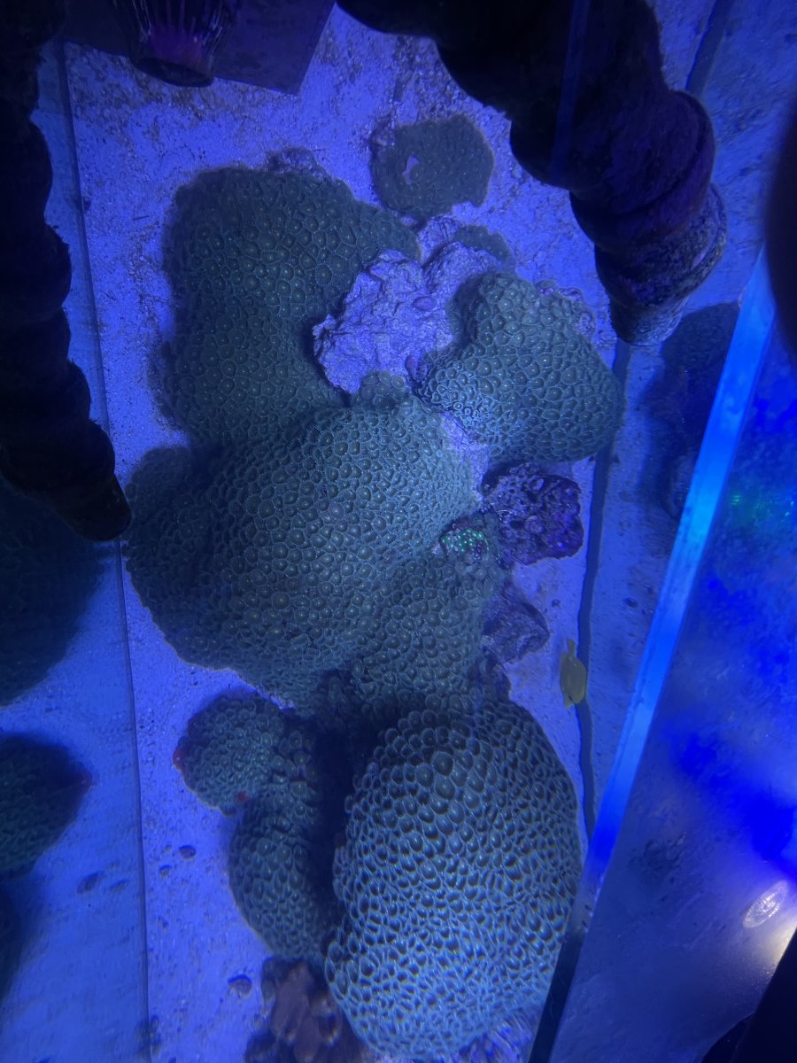Post Zoanthid Colony Love Here!! | REEF2REEF Saltwater and Reef ...