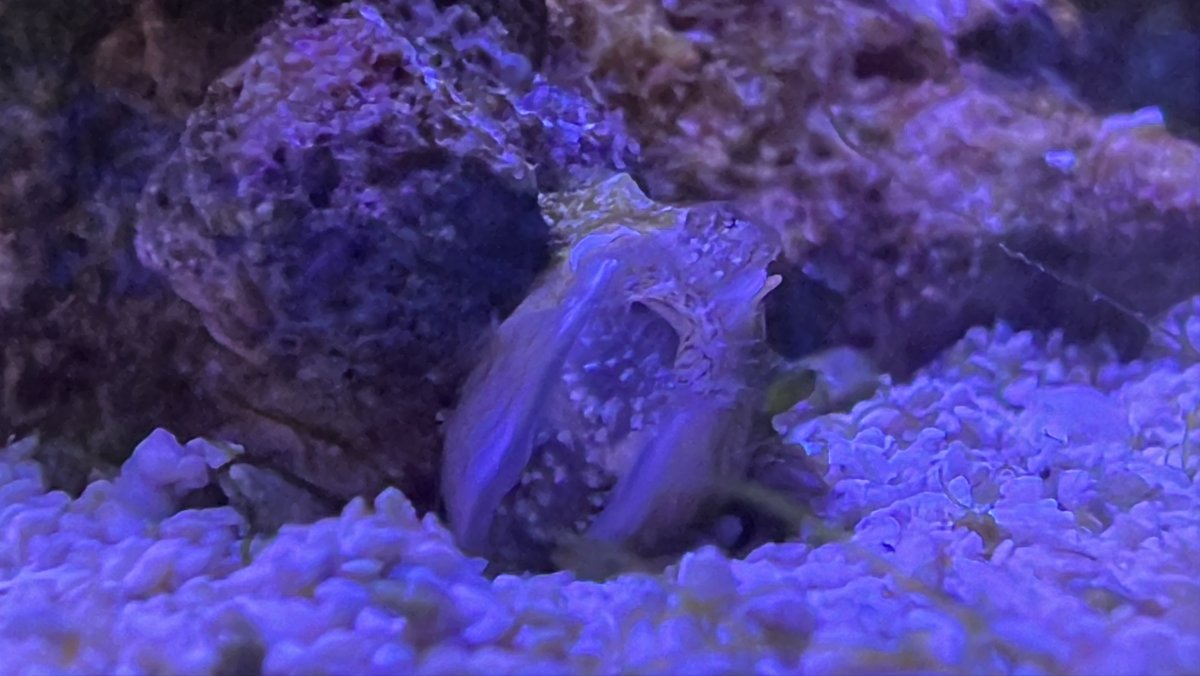 Small Clam-like critter - need ID help | Reef2Reef