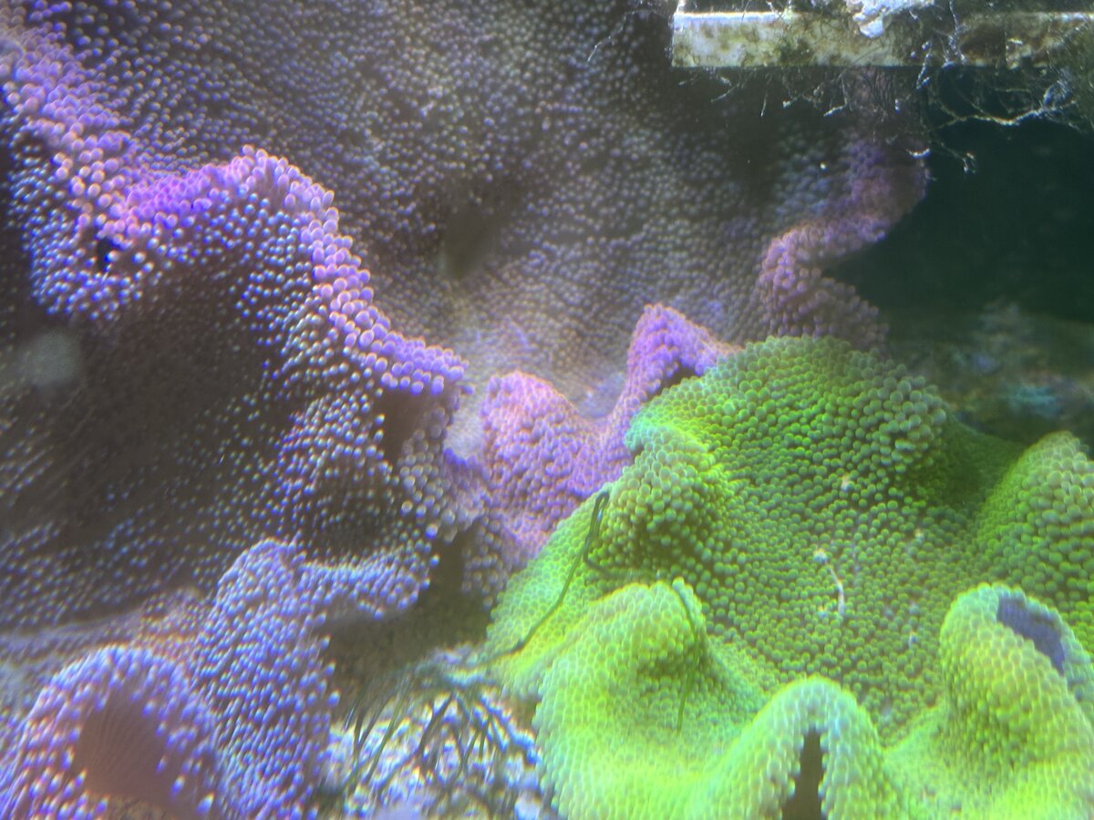 IMG_5335.jpeg