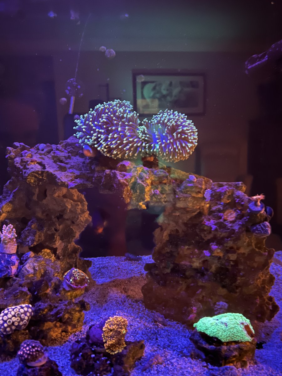 Ritteri Recovery – Big tank you to OrionN | Page 2 | Reef2Reef