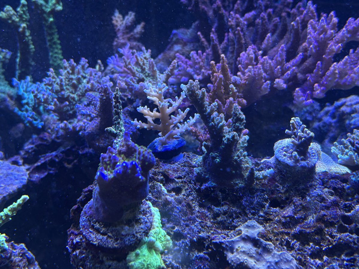 IMG_5358.jpeg