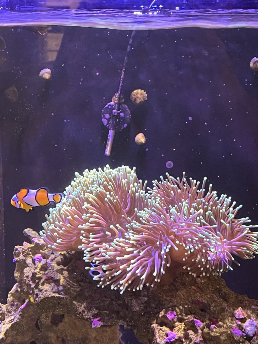 Ritteri Recovery – Big tank you to OrionN | Page 2 | Reef2Reef