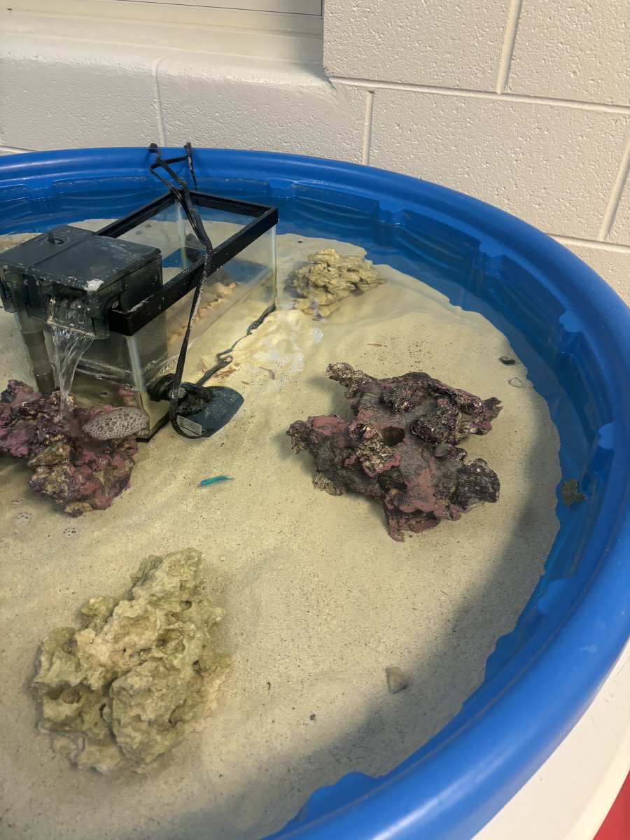 Classroom touch tank! | Reef2Reef