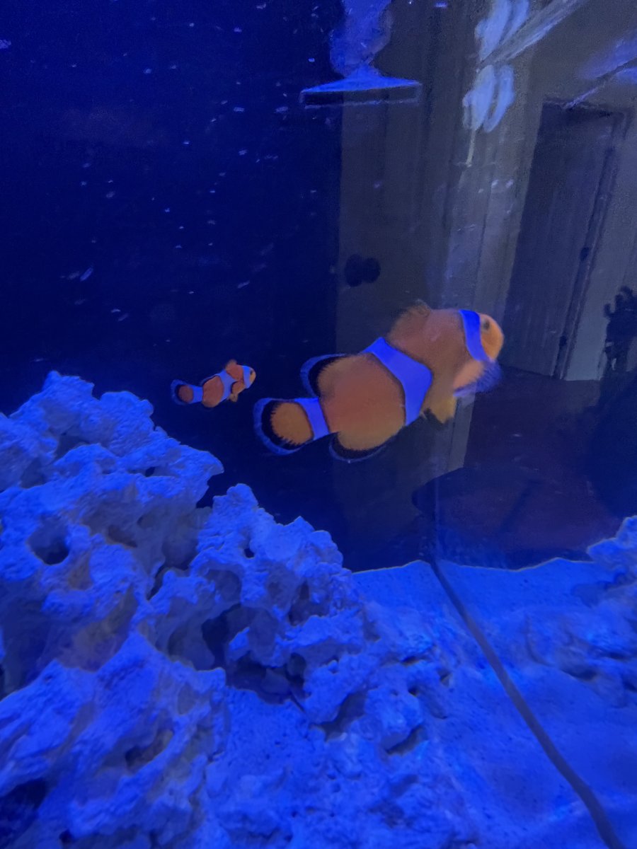IMG_5382.jpeg