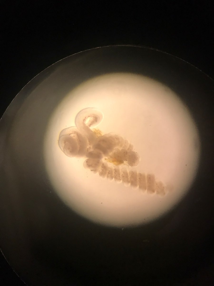 Small eunicid, Sylliad worm eating SPS? (With Videos) | Reef2Reef