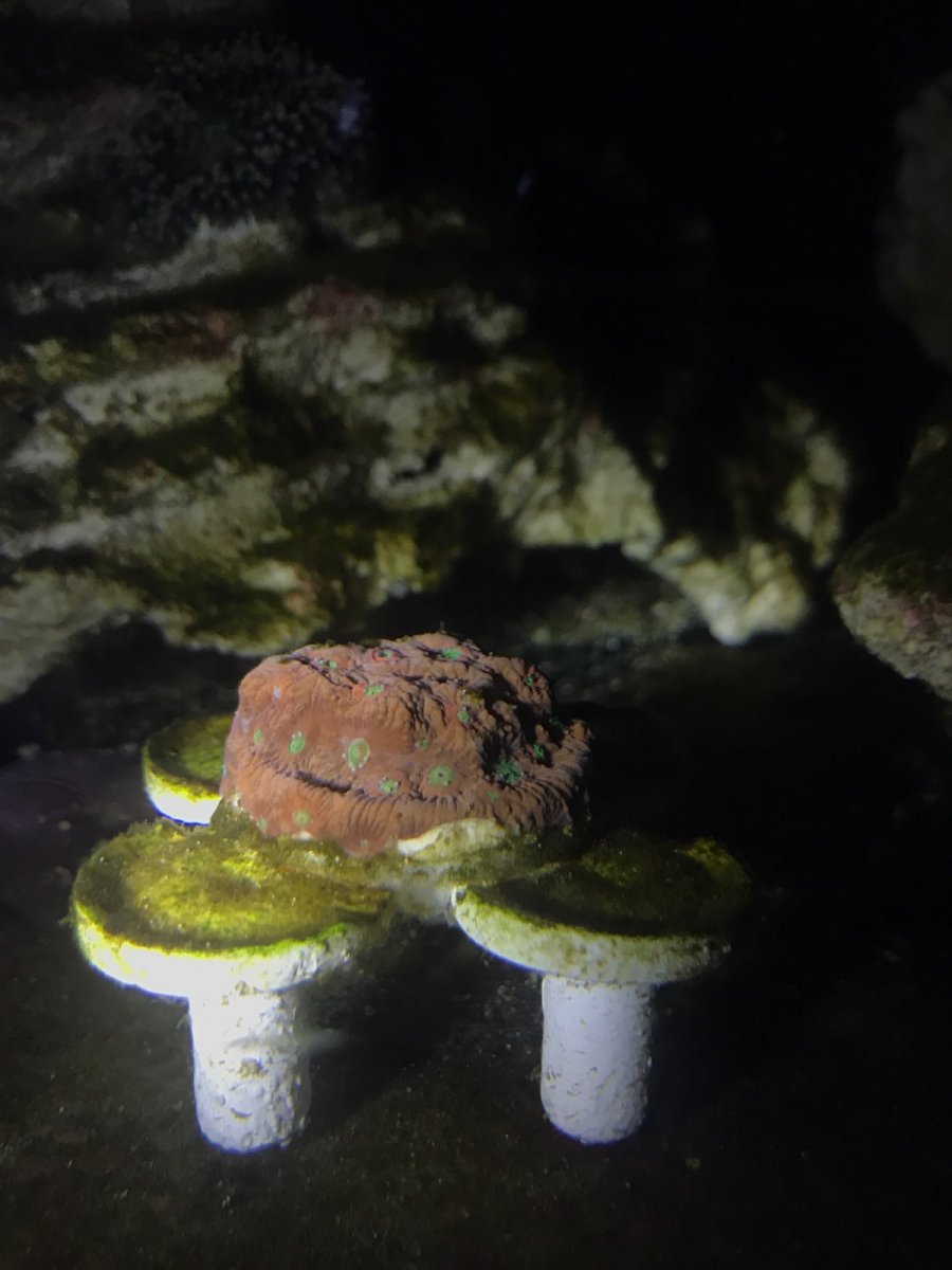 Small eunicid, Sylliad worm eating SPS? (With Videos) | Reef2Reef