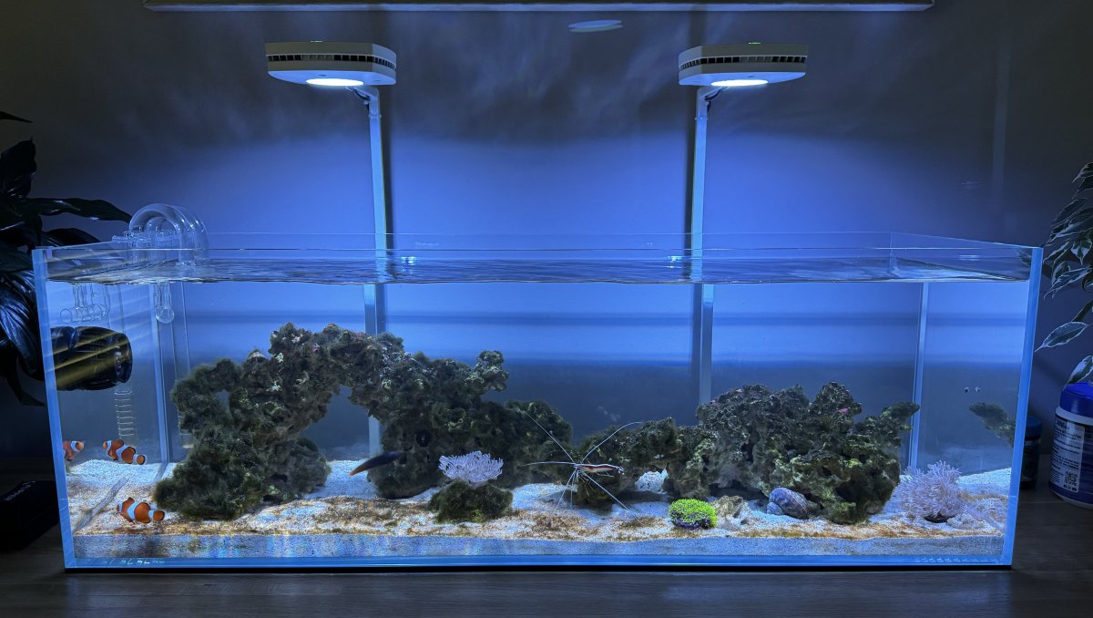 Shallow 21 Gal Reef Tank Build From A Beginner | Page 2 | Reef2Reef