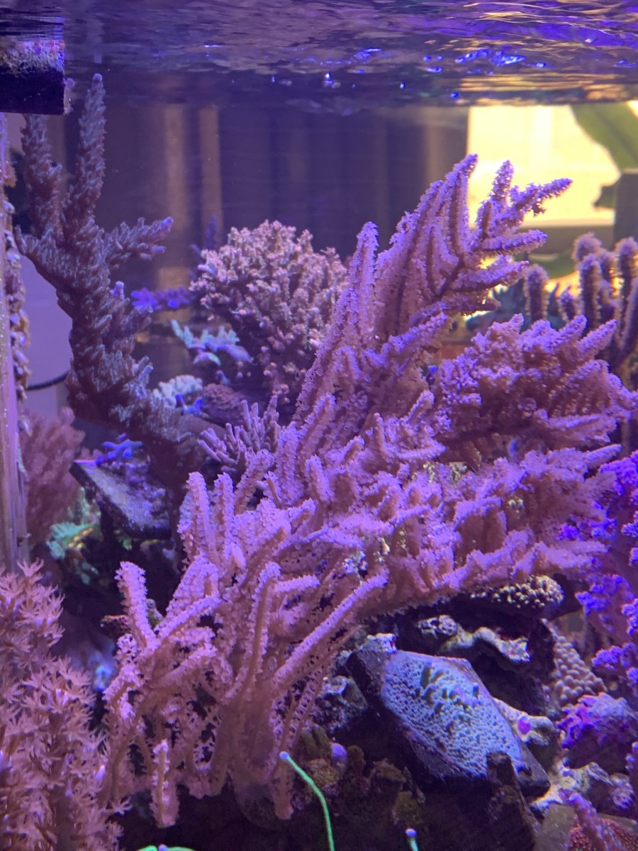 IMG_5396.jpeg