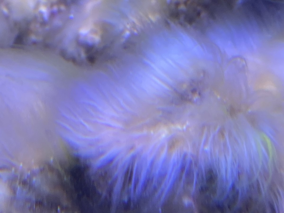 White fuzzy fungi or chrysophytes? Help me get rid of this stuff ...
