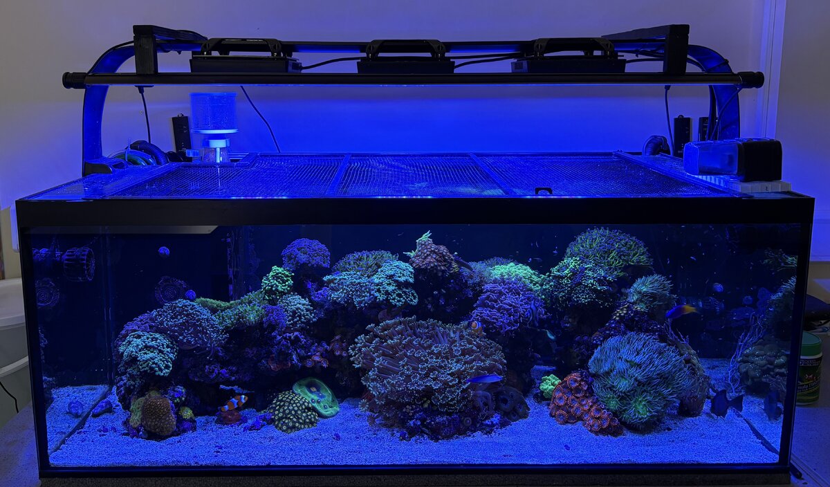 Canister filters: which ones do you prefer? | Page 2 | Reef2Reef