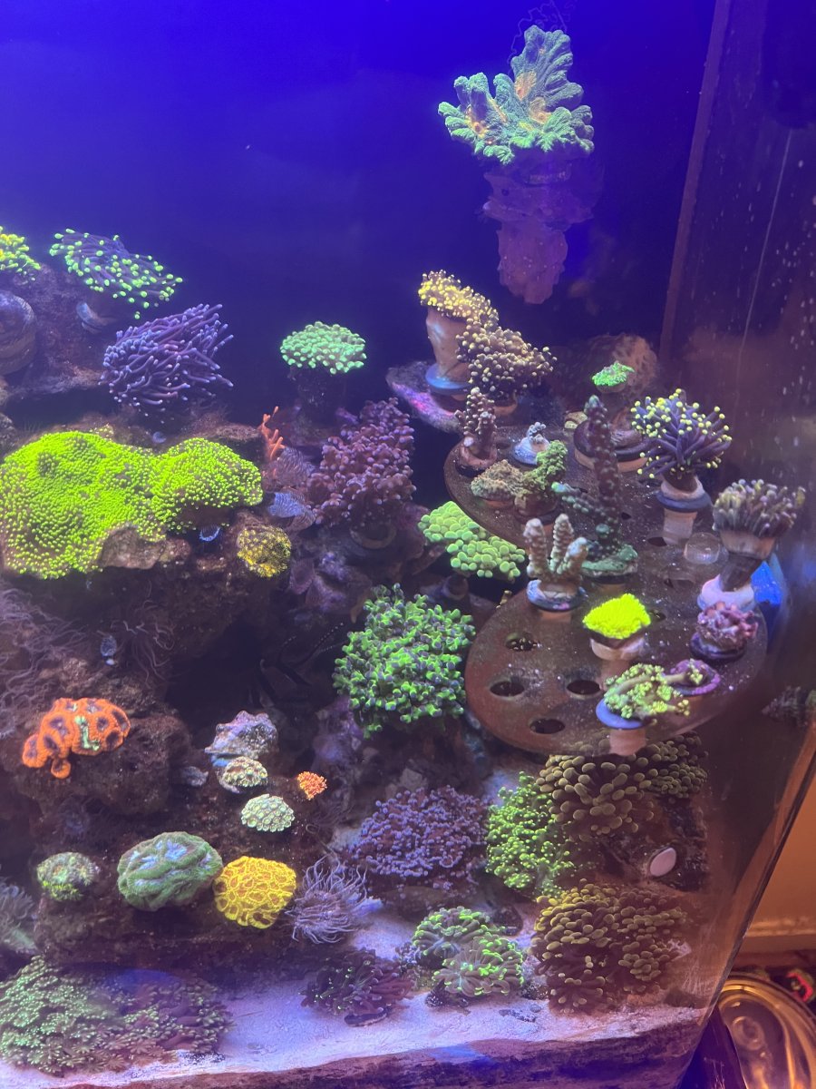 AIO Build - steveschuergers 90 gallon Goni heavy mixed reef. | Page 49 ...