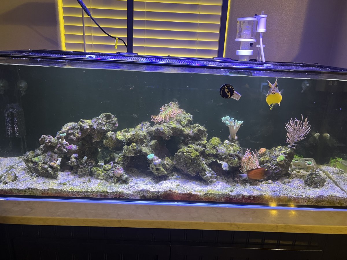 AIO Build - Mrpontiac80’s Waterbox 65.4 AIO | Page 4 | Reef2Reef