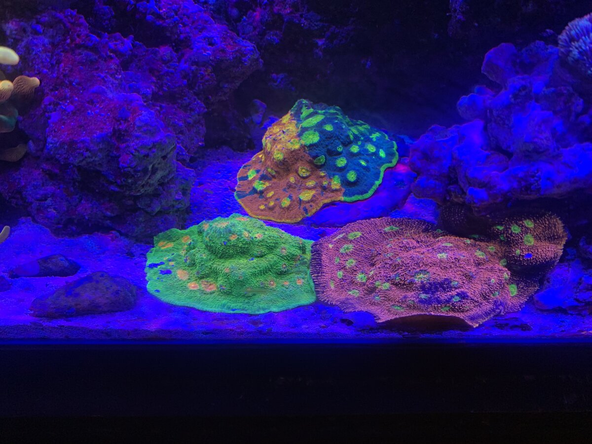 IMG_5488.jpeg