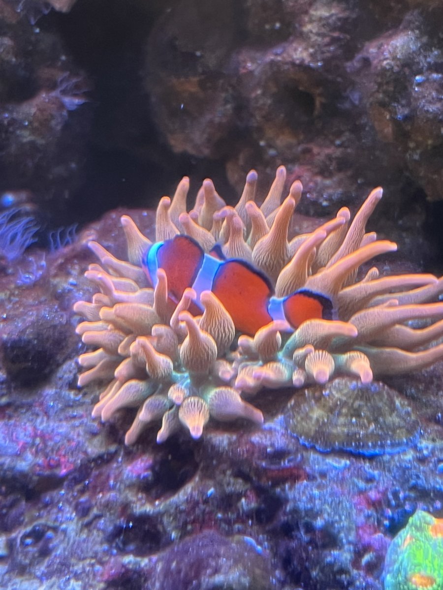 AIO Build - steveschuergers 90 gallon Goni heavy mixed reef. | Page 49 ...