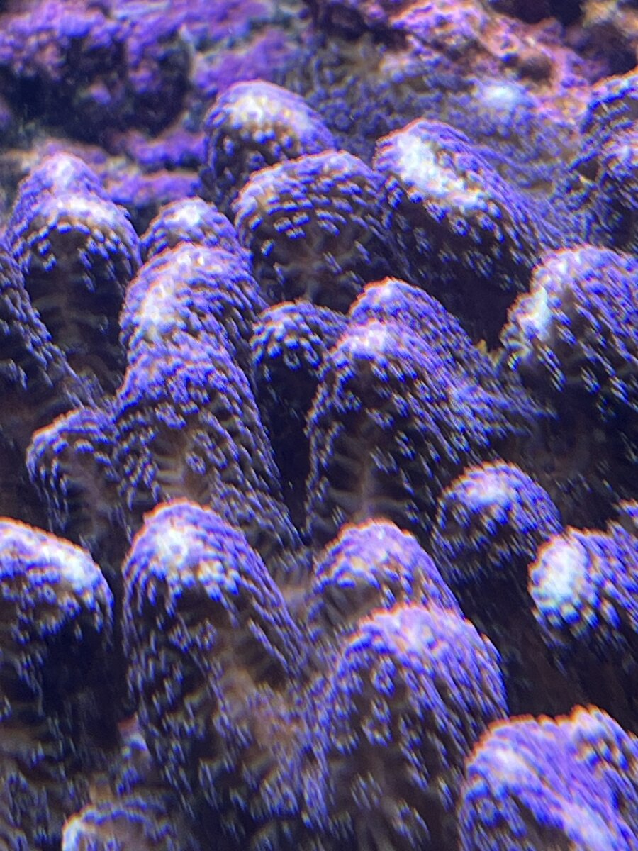 IMG_5509.jpeg
