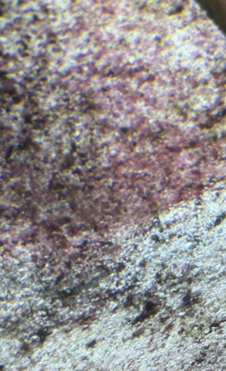 IMG_5524.jpeg