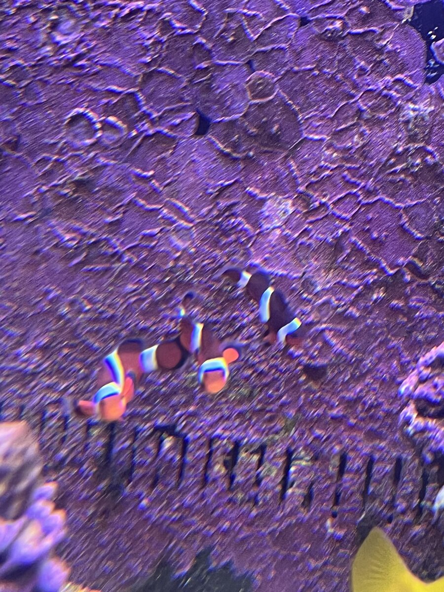 IMG_5529.jpeg