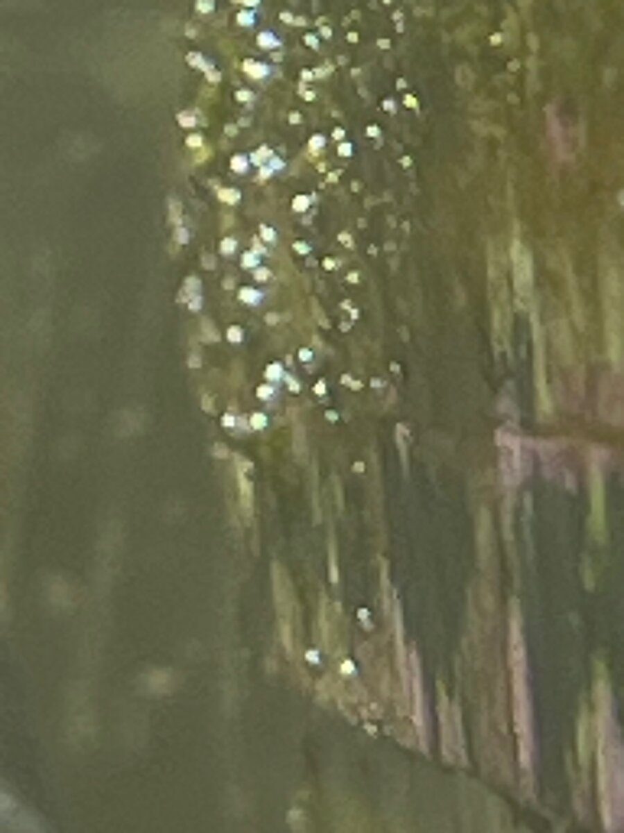 IMG_5548.jpeg