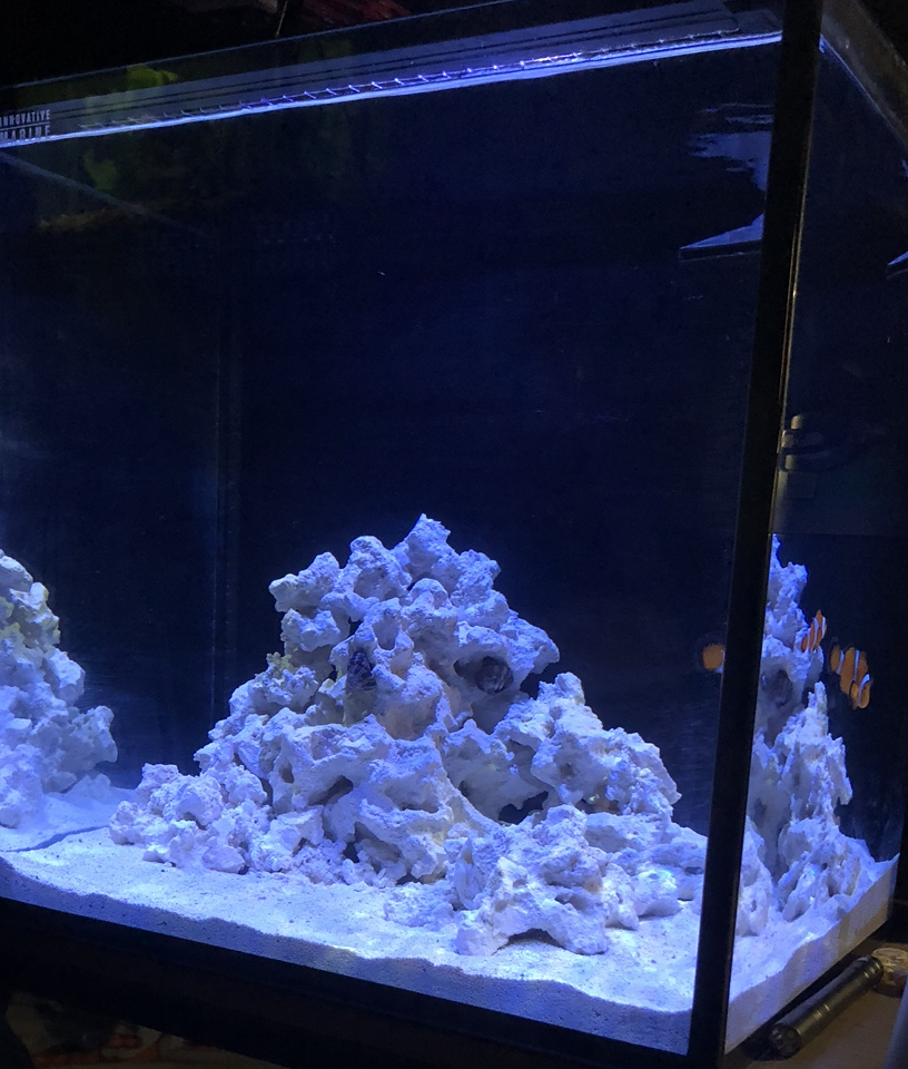 What if any decorator crab could go in a 15 gallon?