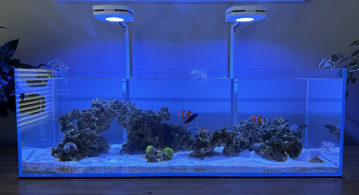 Build Thread - Shallow 21 Gal Reef Tank Build From A Beginner | Page 3 ...