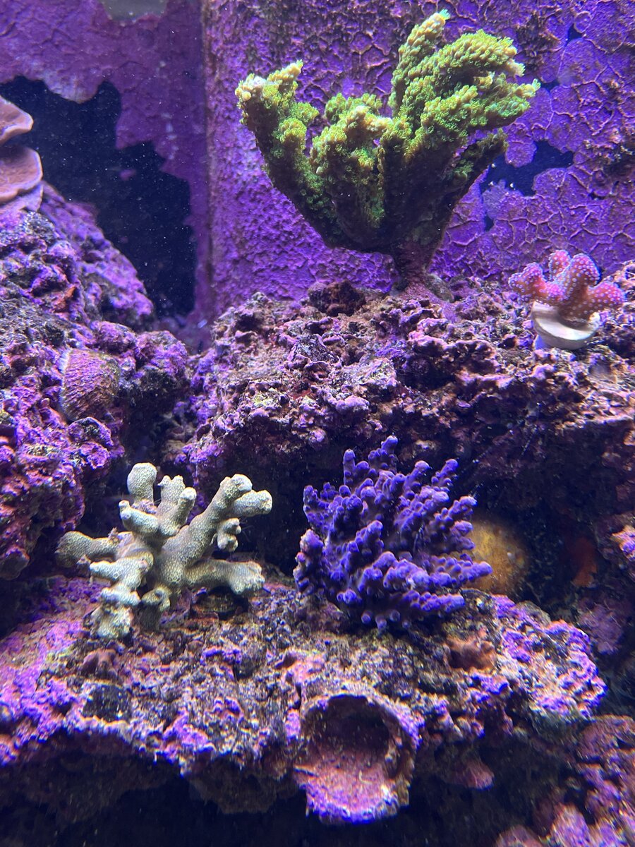 IMG_5568.jpeg