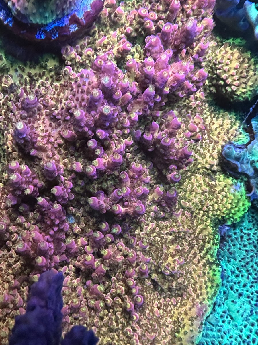 All courtesy of @Battlecorals | Reef2Reef