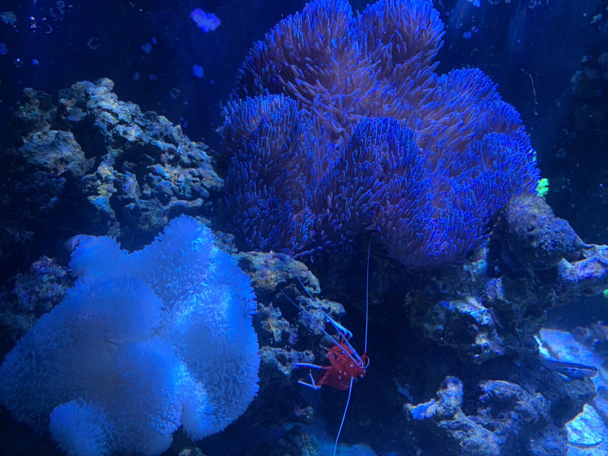 IMG_5575.jpeg
