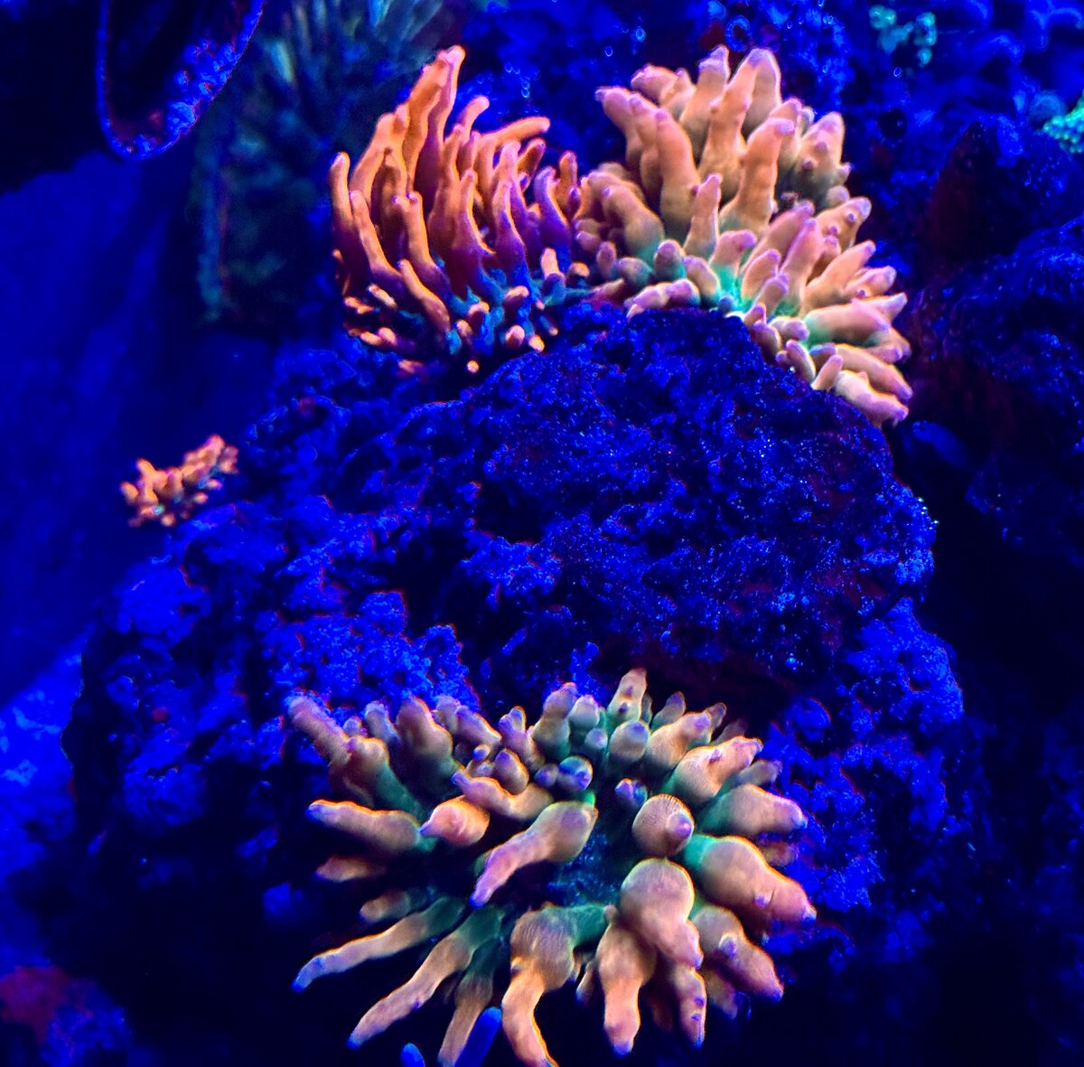 IMG_5592.jpeg