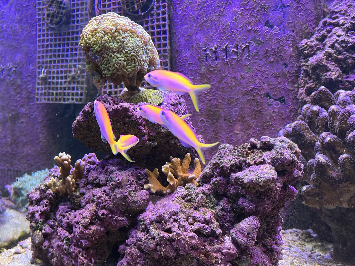 IMG_5617.jpeg