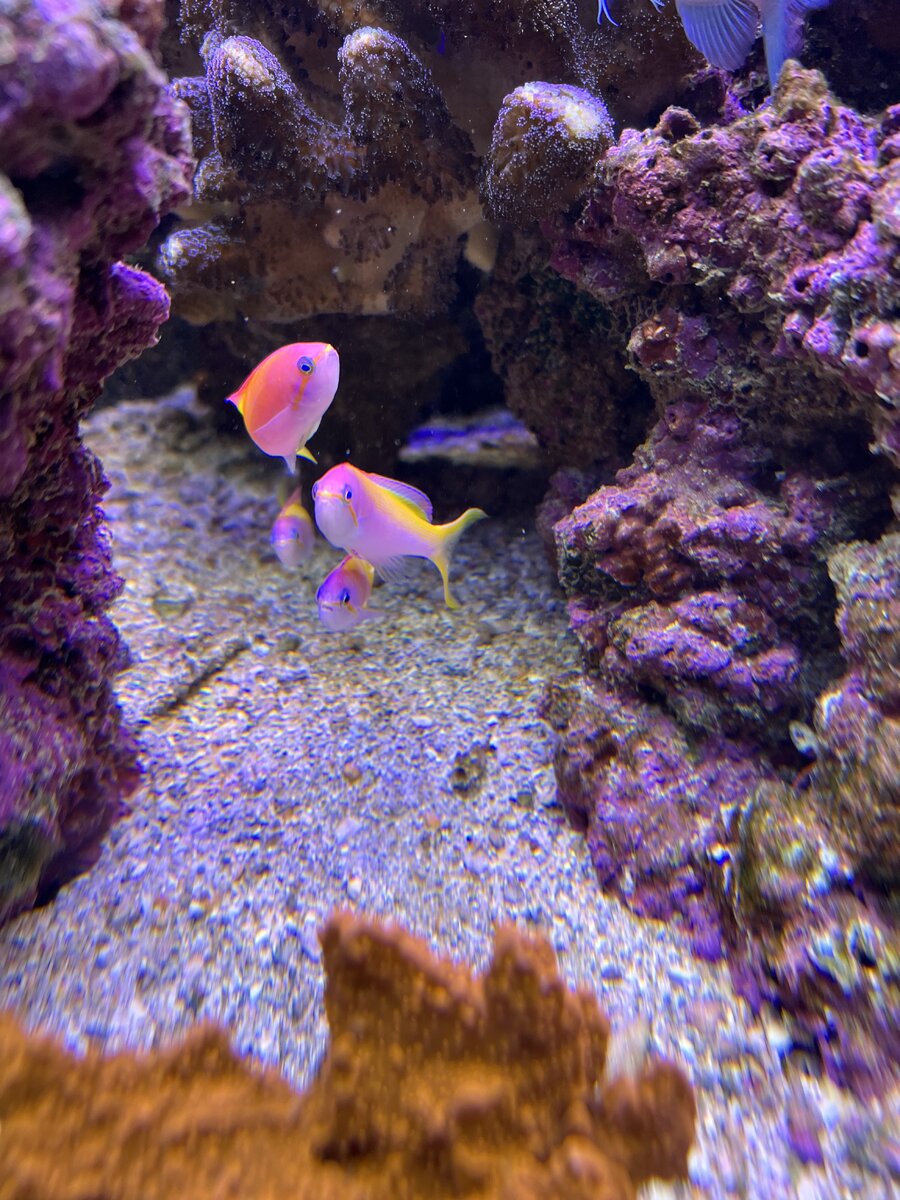IMG_5621.jpeg