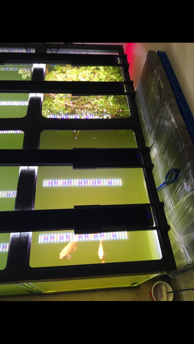 Automating the cultivation of phytoplankton | Page 2 | Reef2Reef