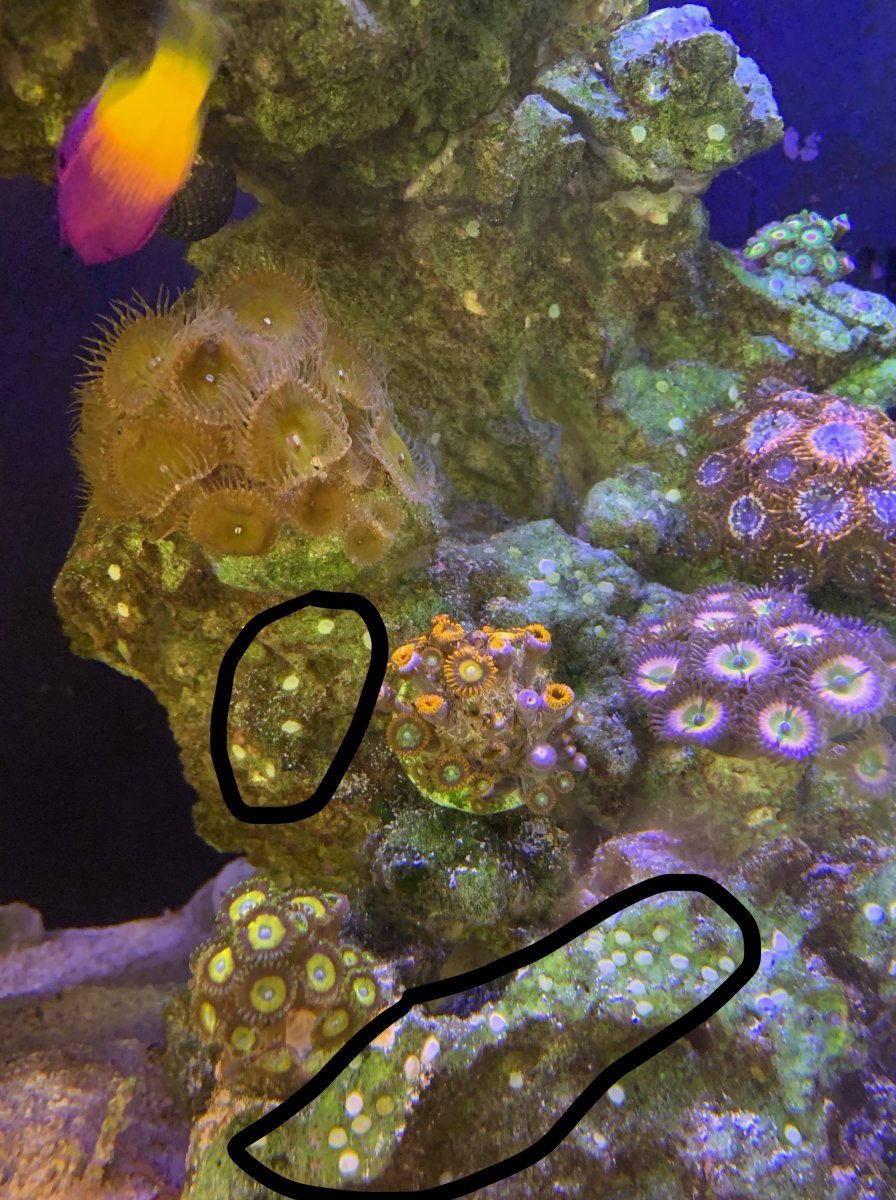 White dots.snail eggs? sponge? Something else?