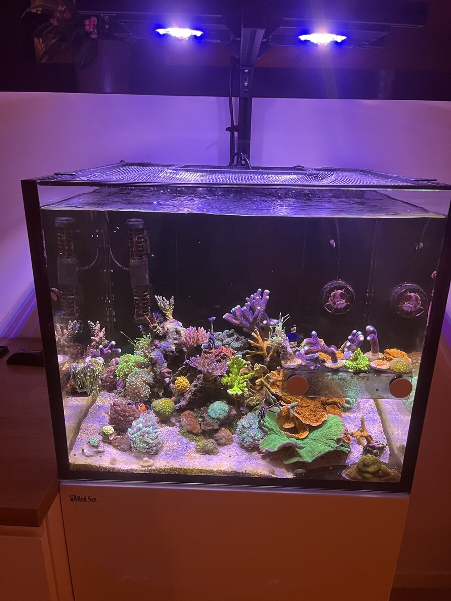 THEN AND NOW! Post a build pic with start date for your REEF and a ...