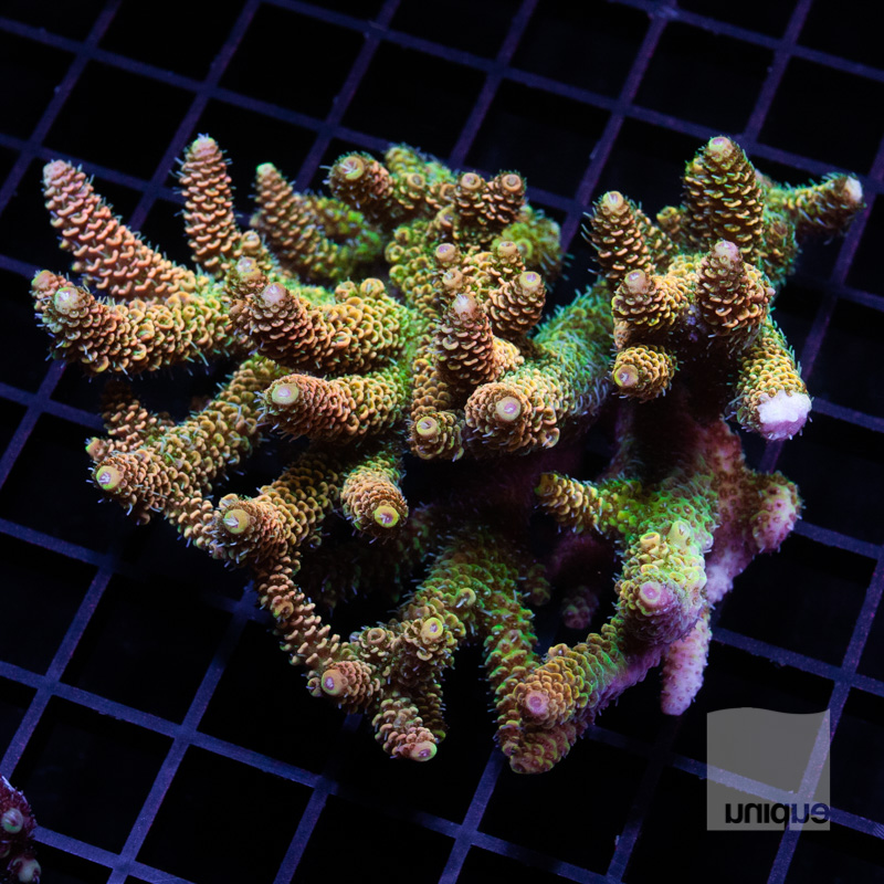 Sunday Only FlashSale July 18th 10am - 6pm pst | REEF2REEF Saltwater ...