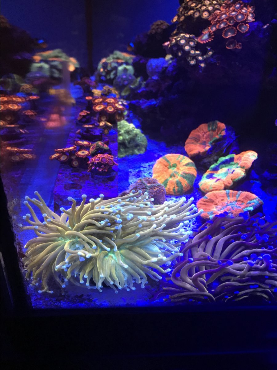 Aussie Holy Grail Gold Torch an more. | Reef2Reef
