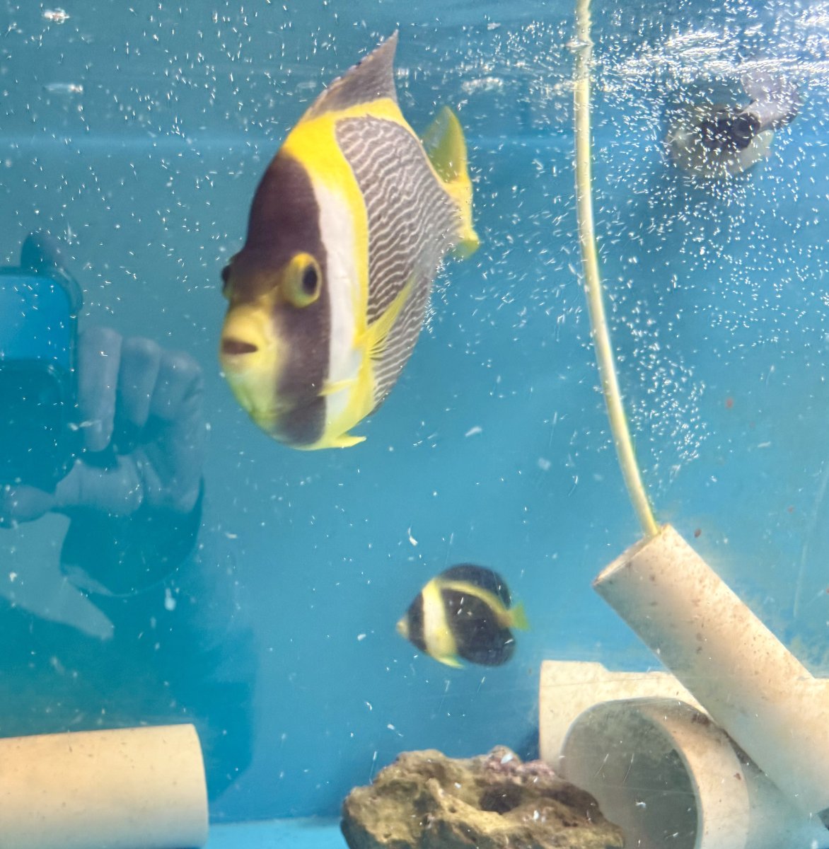 Build Thread - 270 Gallon 