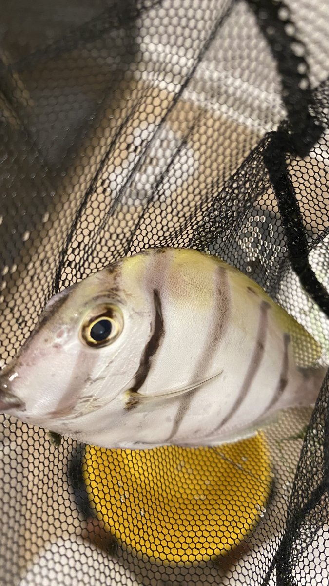Convict Tang found Dead | Reef2Reef