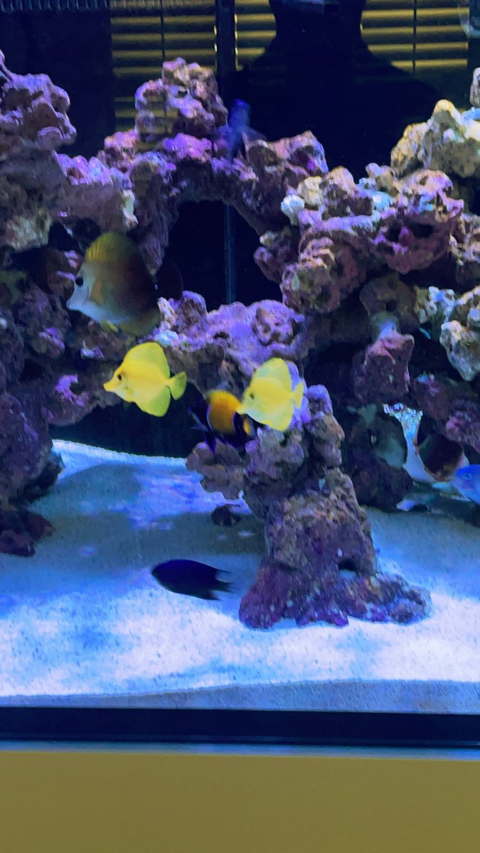 Large Build - Raptor’s WATERBOX LX 330.7 | Page 2 | Reef2Reef