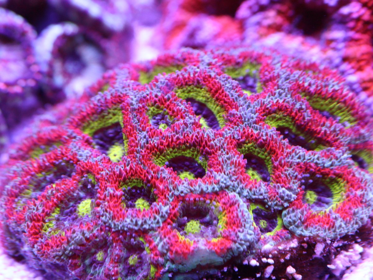 REEF OF THE MONTH - March 2025: Arie's Midwest Mini Ocean! | Reef2Reef