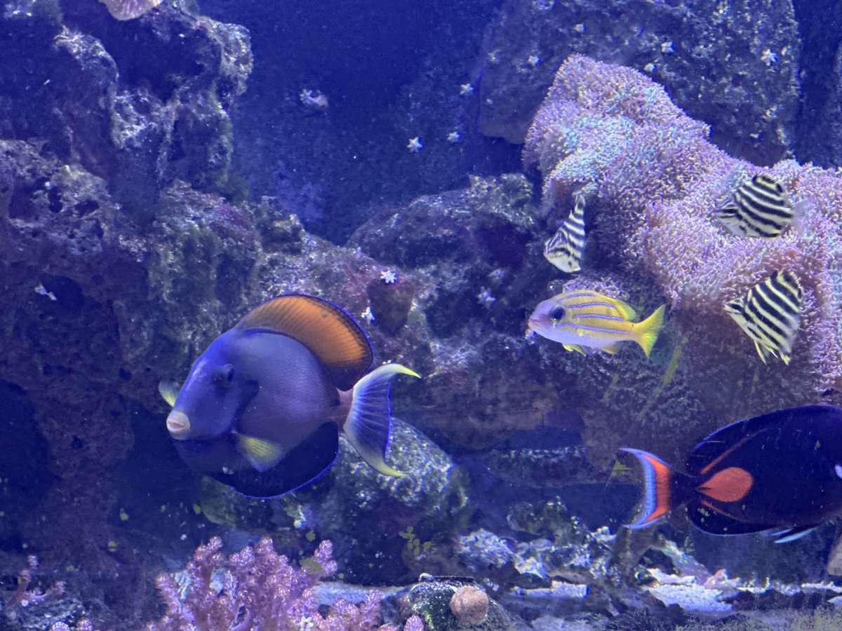 IMG_5915.jpeg