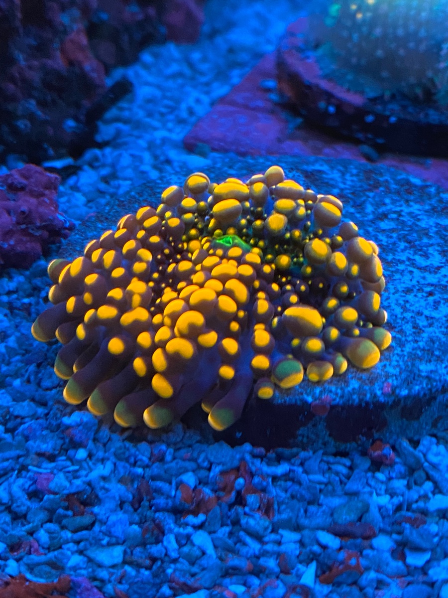Live Goods - Doughgirl mushroom and doughboy mushroom | Reef2Reef