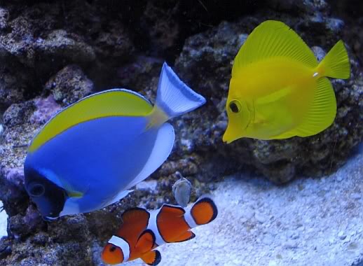 Powder Blue Tang & Yellow Tang Together?? | REEF2REEF Saltwater and Reef  Aquarium Forum