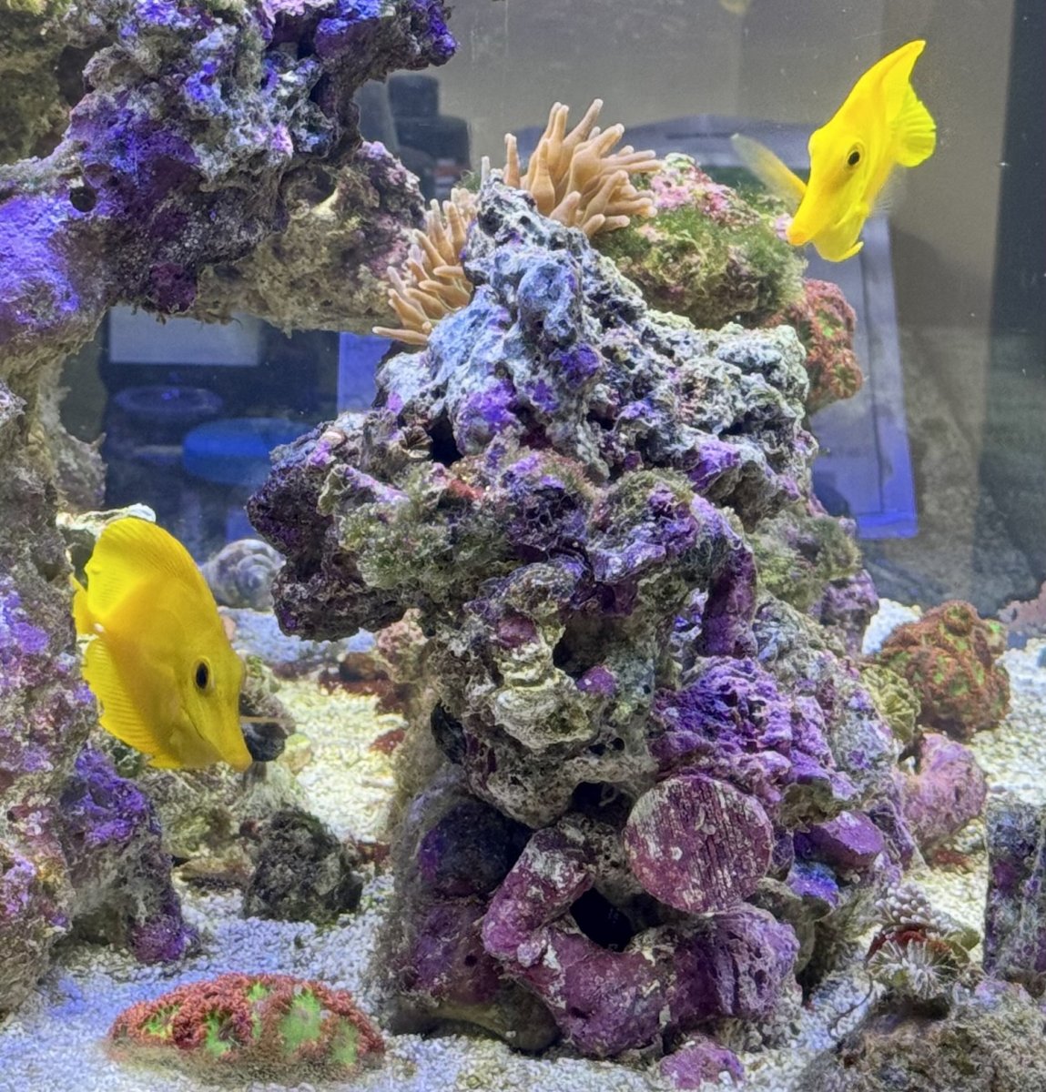 Build Thread - 270 Gallon 