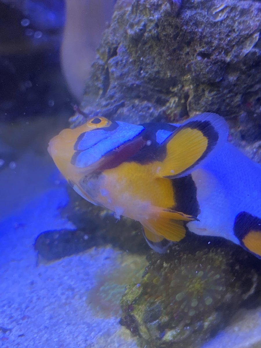Help me identify what’s growing on my Picasso | Reef2Reef