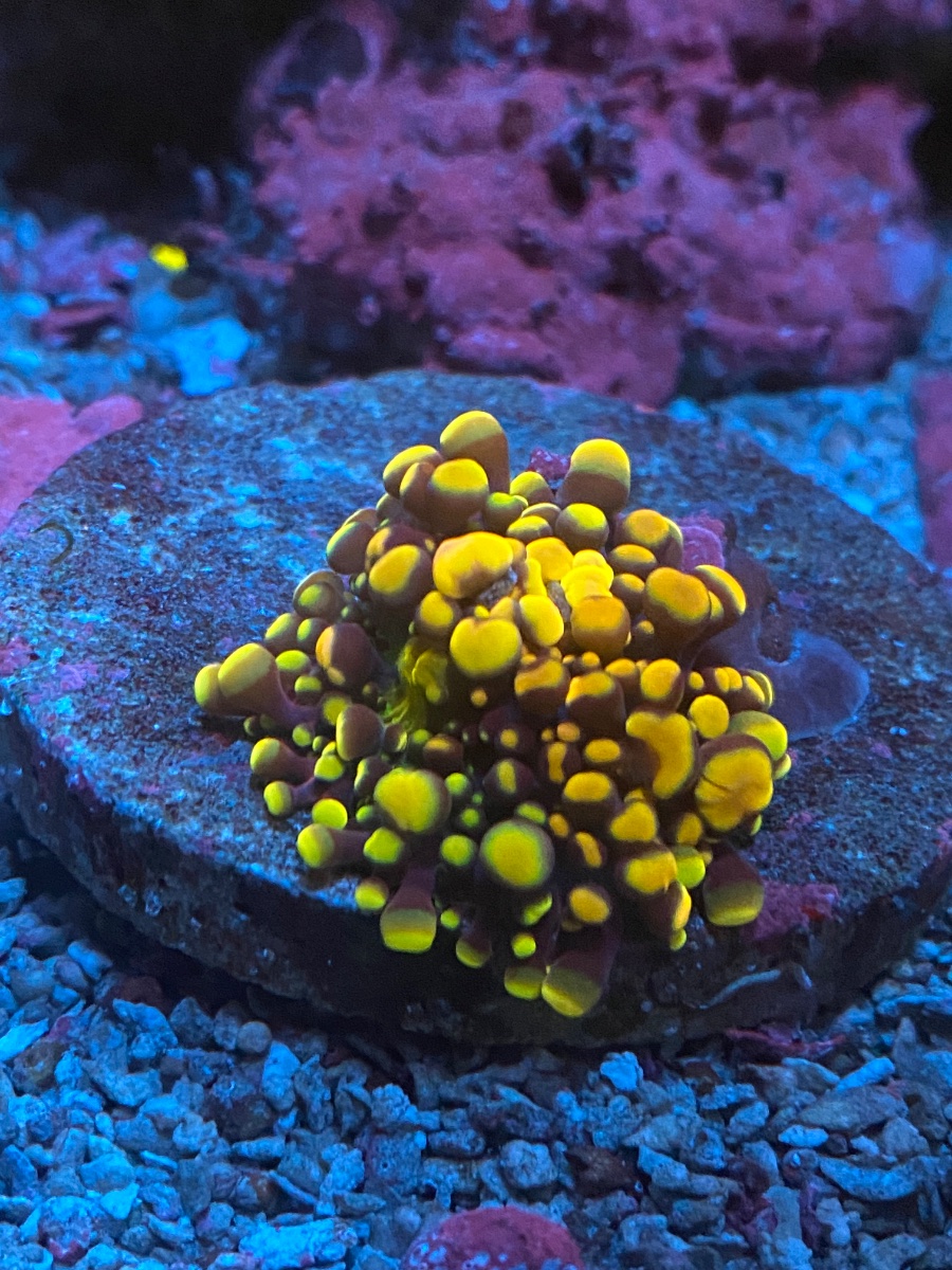 Live Goods - Doughgirl mushroom and doughboy mushroom | Reef2Reef