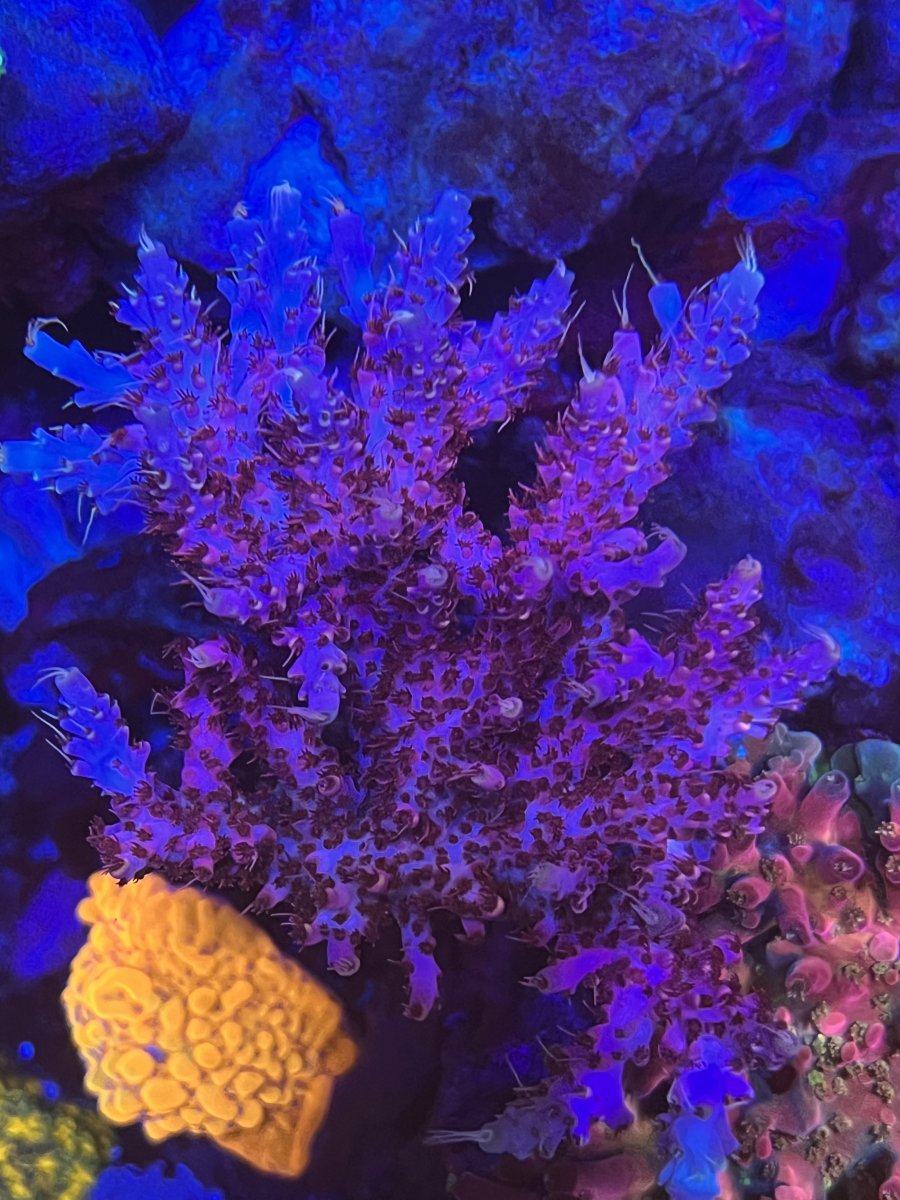 IMG_6030.jpeg