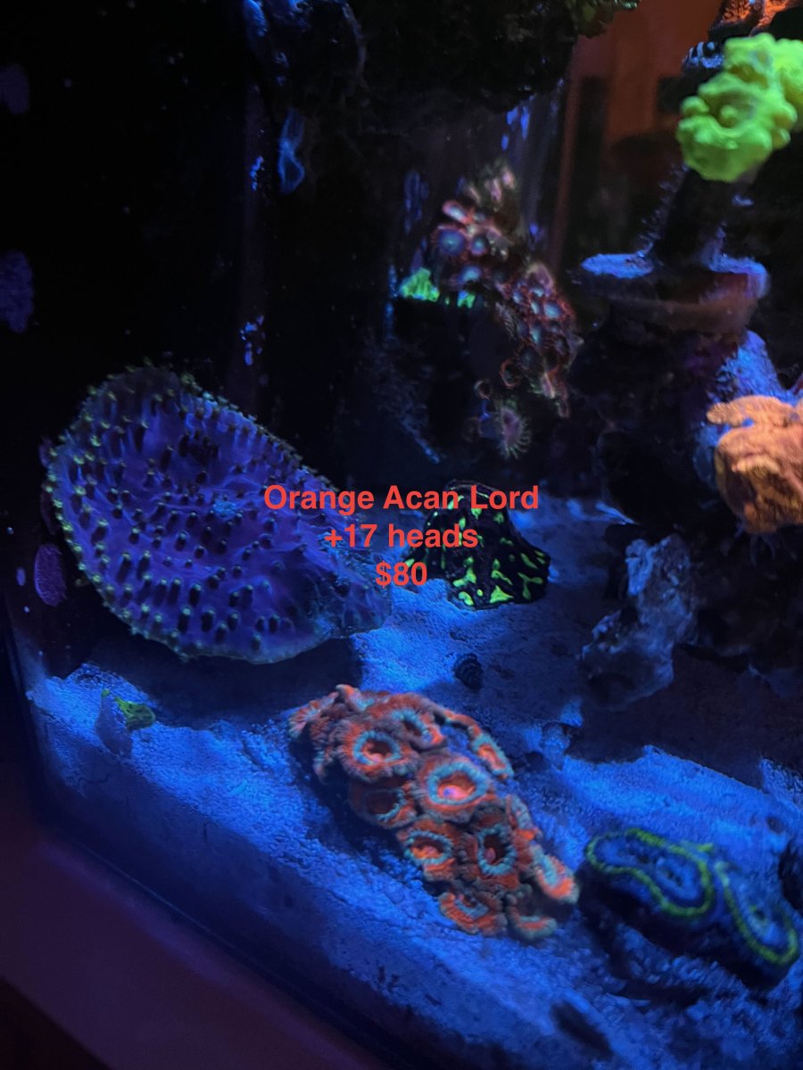 IMG_6032.jpeg